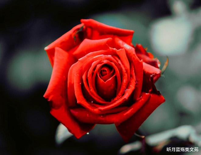 昕月蓝殇美文苑 一个深爱你的人，会等待你一辈子