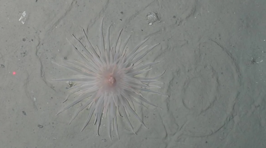 南极 南极冰架崩塌后，曾打开与世隔绝的“外星世界”？科考船奉命前往