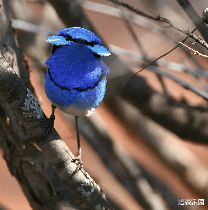 辉蓝细尾鹩莺:我是蓝控