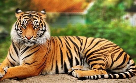 ?世界上最美丽的10种动物，你觉得呢！
