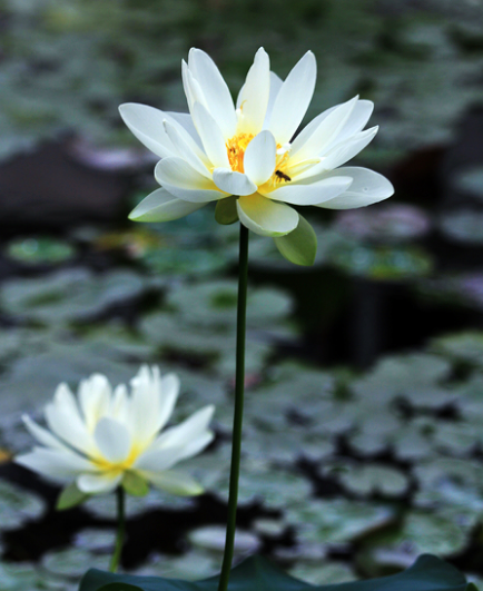 星临天下|9月上旬，4属相吉星庇佑，桃花不请自来，财源滚滚，心想事成