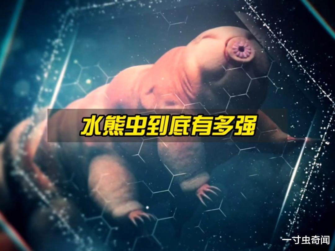 死而复生的水熊:八腿熊爪,存在五亿年,能在极寒辐射高压下生存