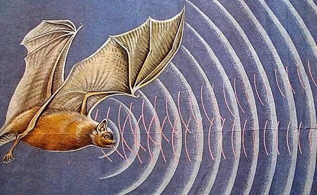 蝙蝠 蝙蝠被很多人厌恶，但是人类的生活却离不开蝙蝠，原因是什么？