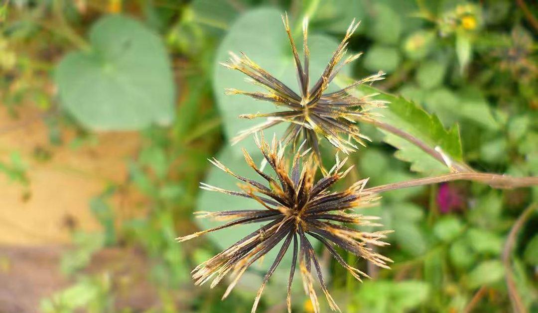 猪笼草 被进化带偏的物种：捕鸟树“杀鸟为乐”，却忘记了繁衍的本职工作