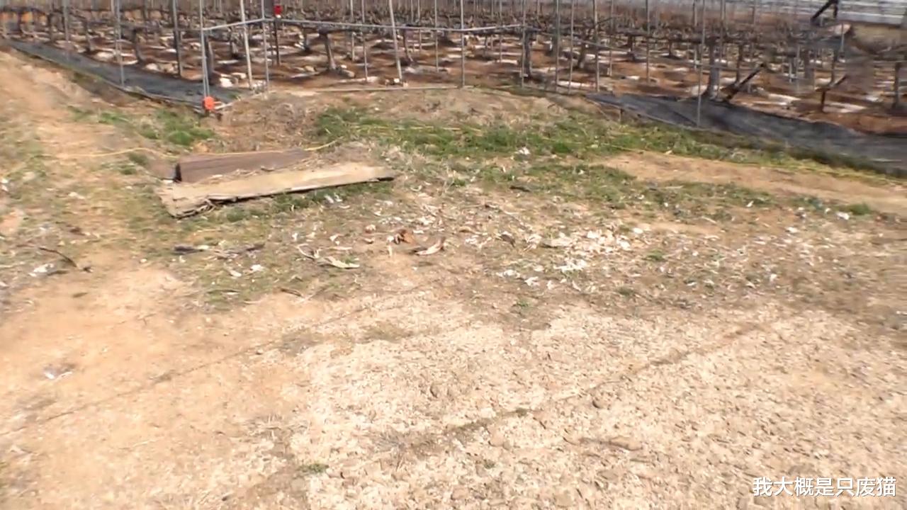 洗钱 流浪狗袭击鸡群，鸡主一气之下绑架流浪狗的“孩子”作为交易