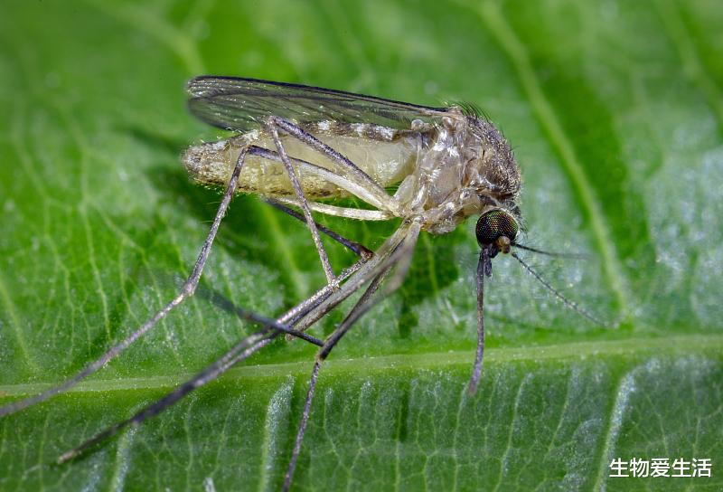 卫星 金秋野外游玩,昆虫叮咬要注意