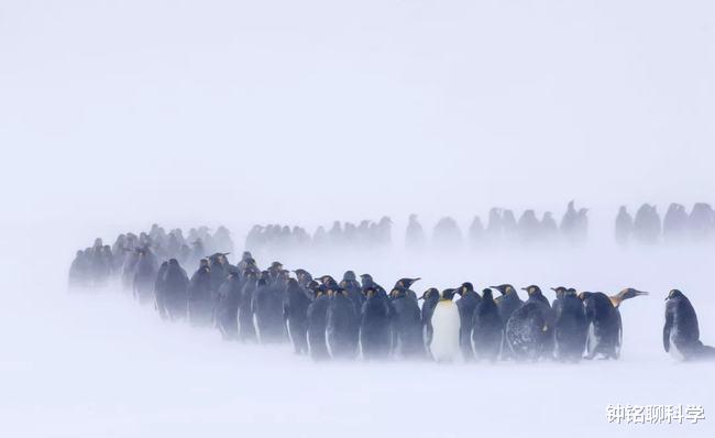 帝企鹅 动物们都有固定的发情期,为什么人类一年365天都可以发情?