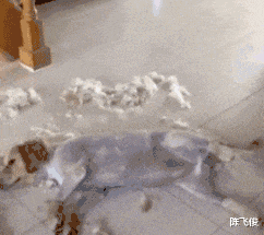 陈飞俊 “有一说一，男人还是更喜欢卡哇伊的妹子！