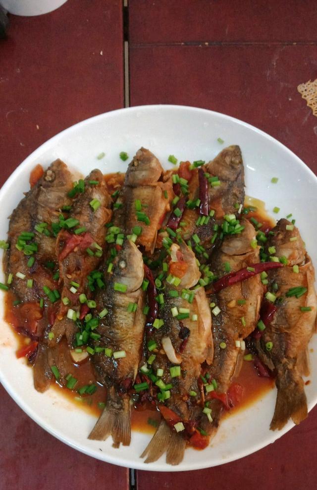 邕江|邕江里禾花鲤越来越多,有人一条钓几十条,可惜太难吃?