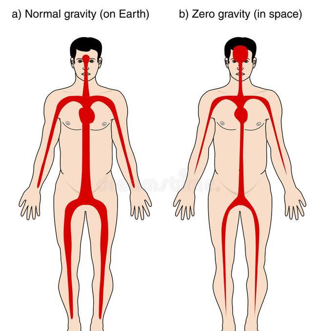 蚊子 腿软到站不起来？三位宇航员在太空3个月之后，身体会发生什么？