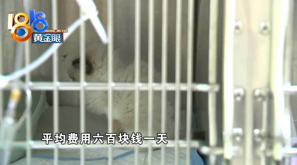 杭州 消费者怀疑买到“星期猫”，找上门发现是“老朋友”了