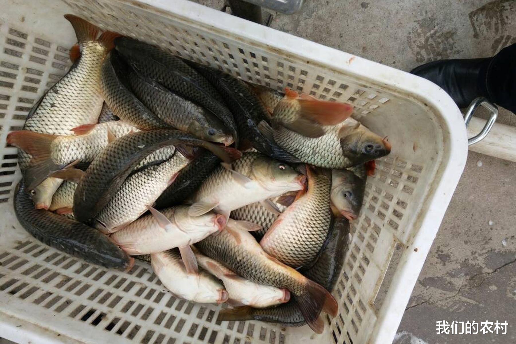 饵料|夏天就该这样钓鱼，好钓到手不离竿，别不信，越钓越停不下来