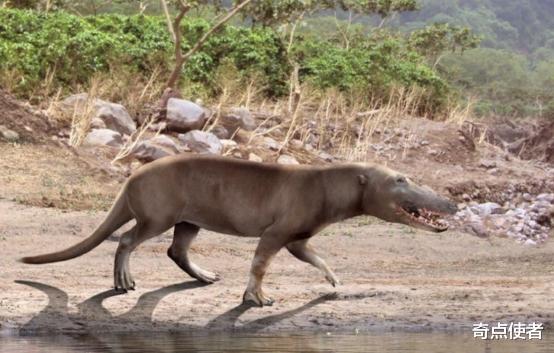 太阳系 进化论是错的？下海5000多万年后，鲸鱼仍然没有鳃，哪个环节错了？