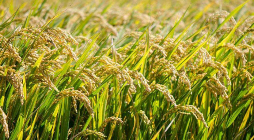 航天员 中国科学家造出“人工粮食”,实现从0到1的突破,白宫又不淡定了