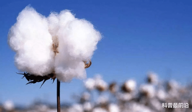 中國每年進口200萬噸棉花，為什麼新疆棉花還要不停地出口？-圖2