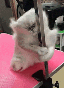 |“回家看到女朋友在瑜伽垫上睡着了,我是被绿了吗?”