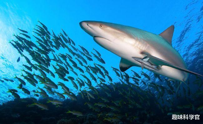 鲨鱼 两只母鲨同居10年，其中一只意外生娃，专家：鲨鱼正处于灭绝边缘
