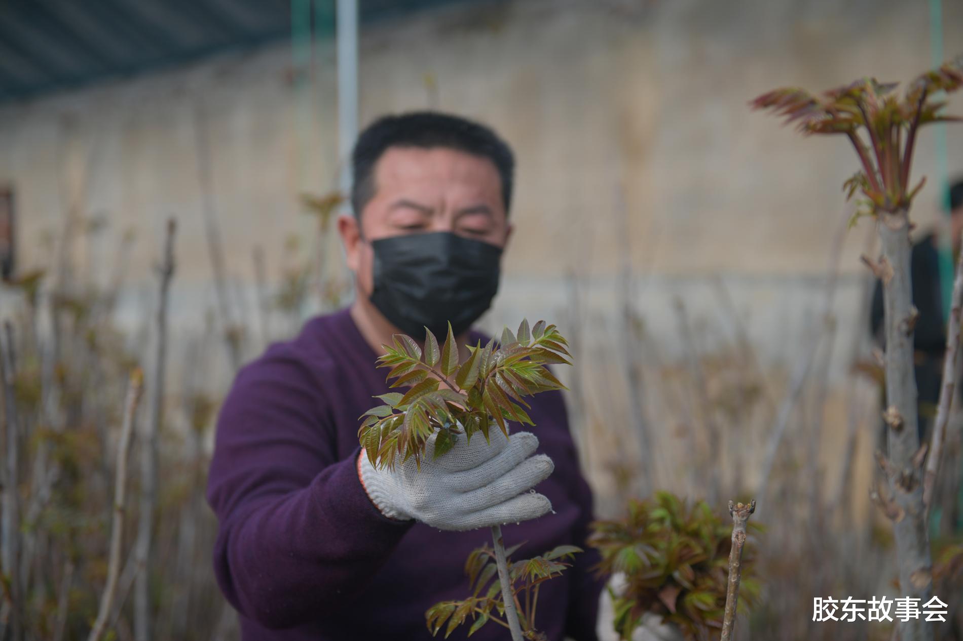 胶东故事会 看图:寒冬腊月,方山脚下的栖霞观里镇正在忙着摘香椿