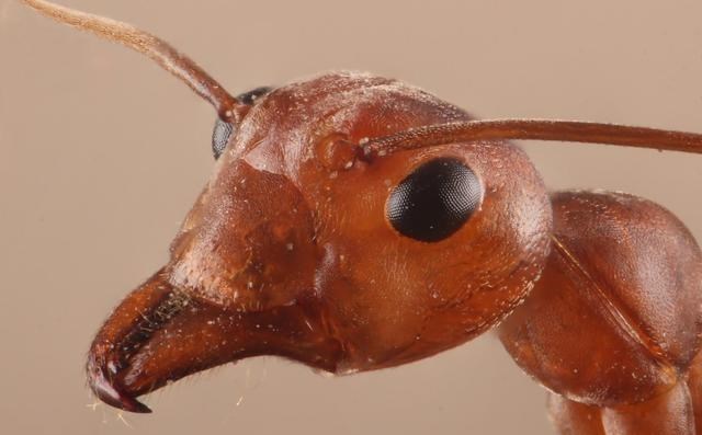 红火蚁 “无敌”红火蚁已入侵我国12个省份！扩散如此快，防治形势怎样？