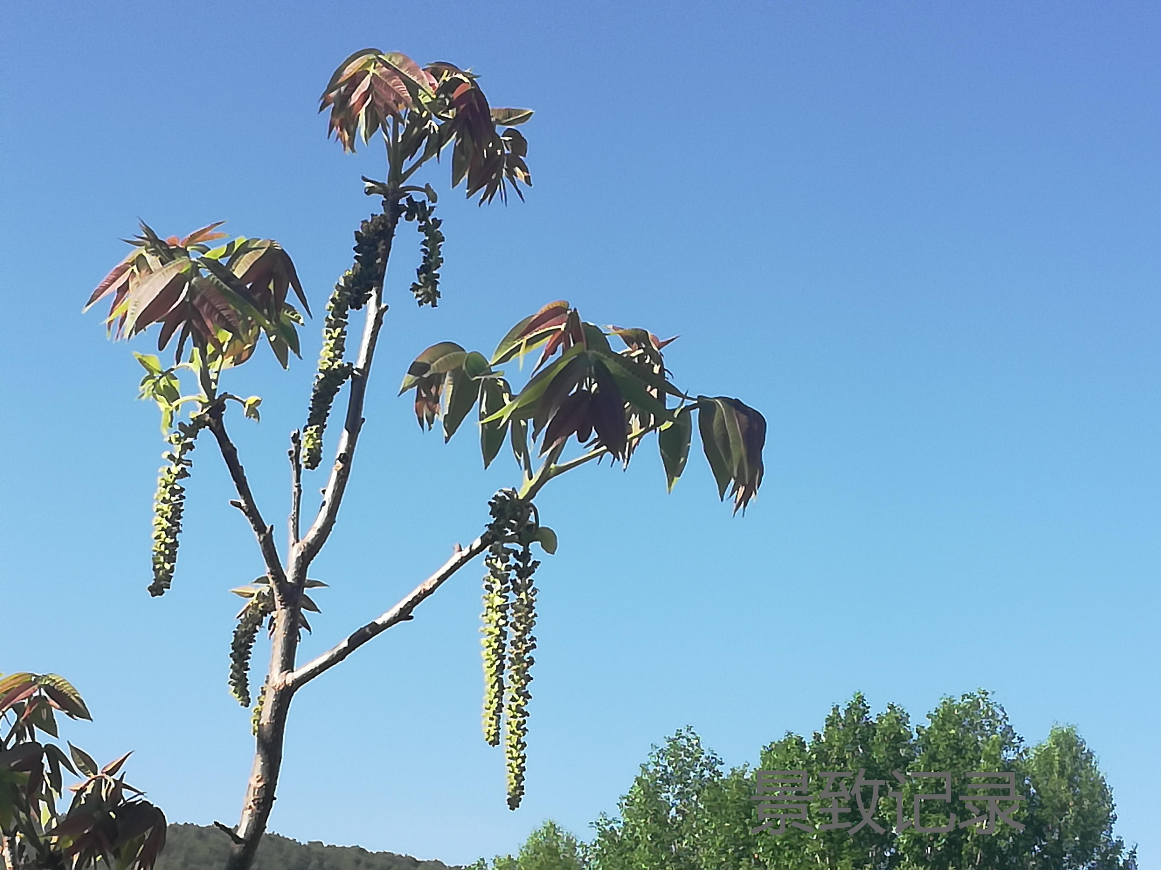 泸沽湖 景致记录：清晨的泸沽湖春寒料峭，走出摩梭阿妹家，风光美如江南
