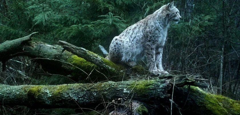 猞猁如何反杀狼群?防御无懈可击,进攻心狠手辣,杀到断子绝孙