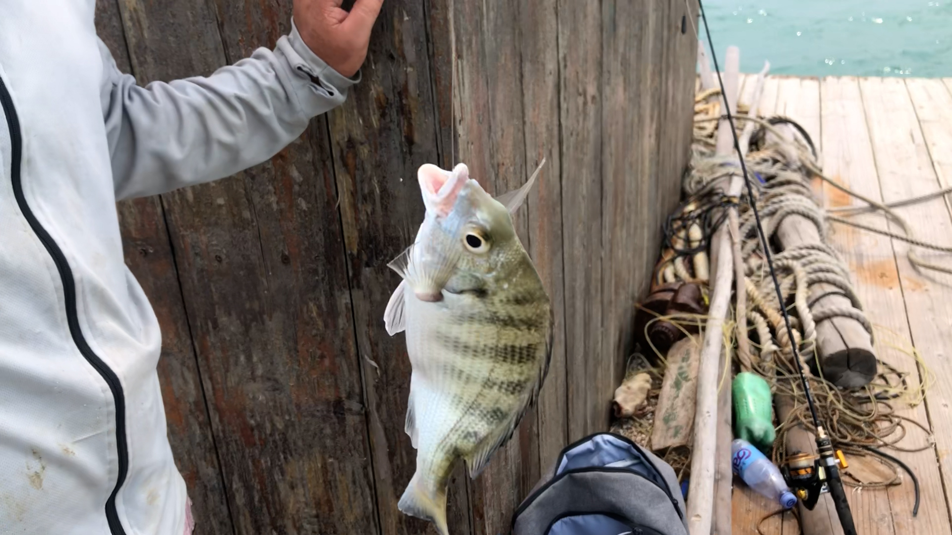 湛江|湛江钓鱼人阿智，出海遇黑鲷鱼群，一小时渔获卖500