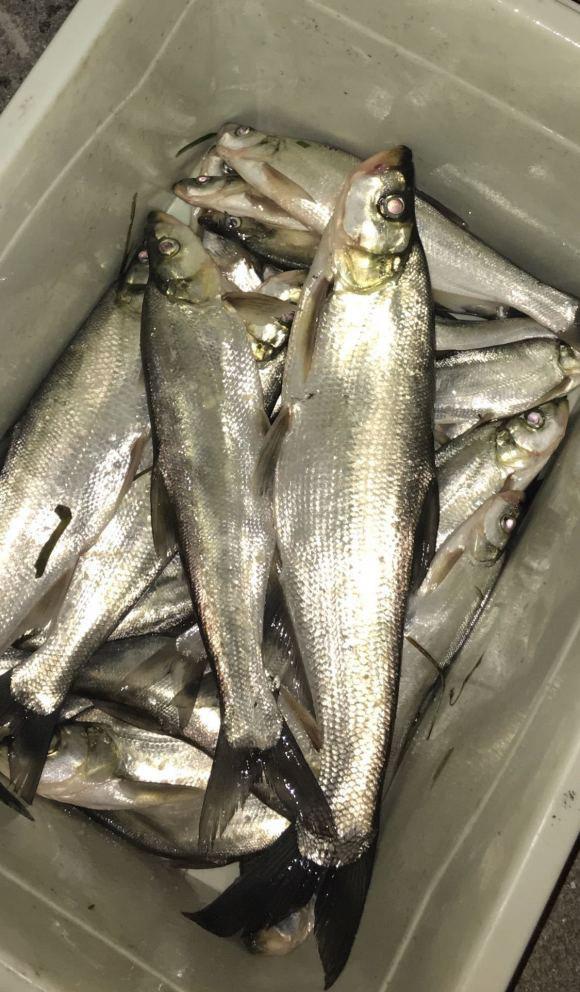 泥鳅|春季手竿钓翘嘴的攻略与技巧,低密度也可以