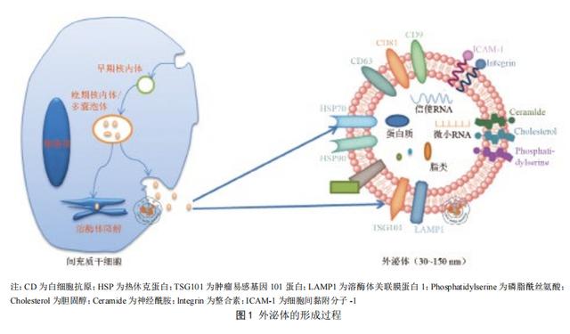 杭吉泰迪干细胞|最新研究，干细胞外泌体在自身免疫性疾病中发挥免疫调节功能