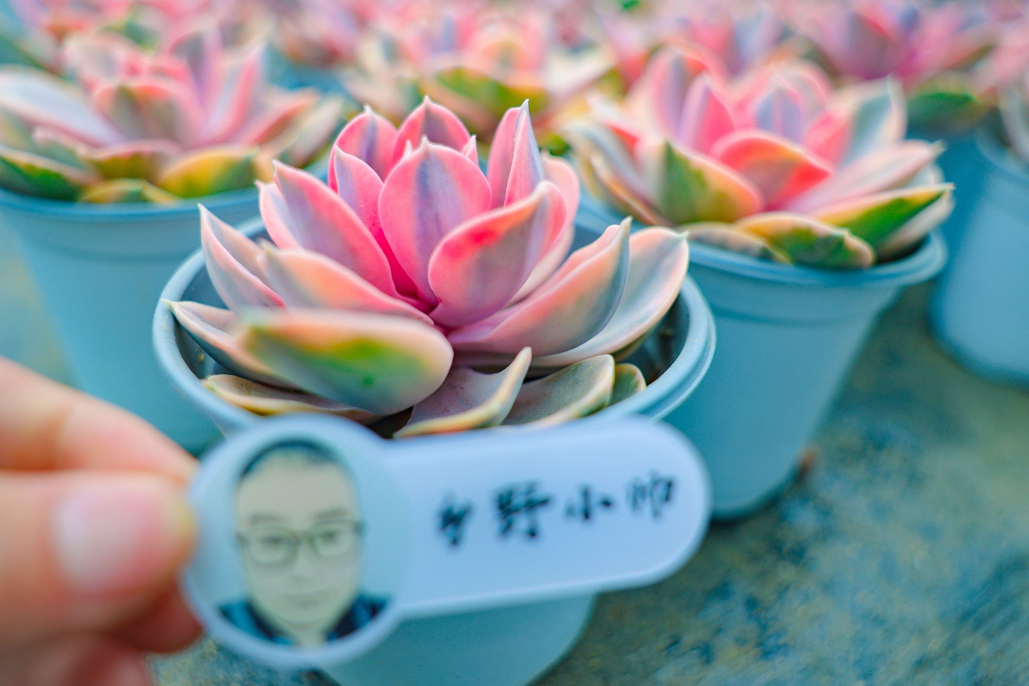 乡野小帅 彩虹多肉怎么养?学会这几点你也可以养出“绚丽的彩虹”