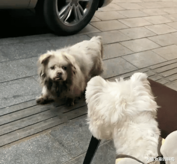 女子买根火腿肠喂流浪狗,却引太婆不满:花钱喂狗,闲心多没事做