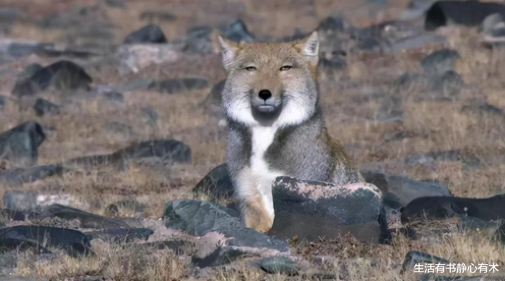 抗体 涨知识,盘点那些你以为,但却啪啪打脸的冷知识