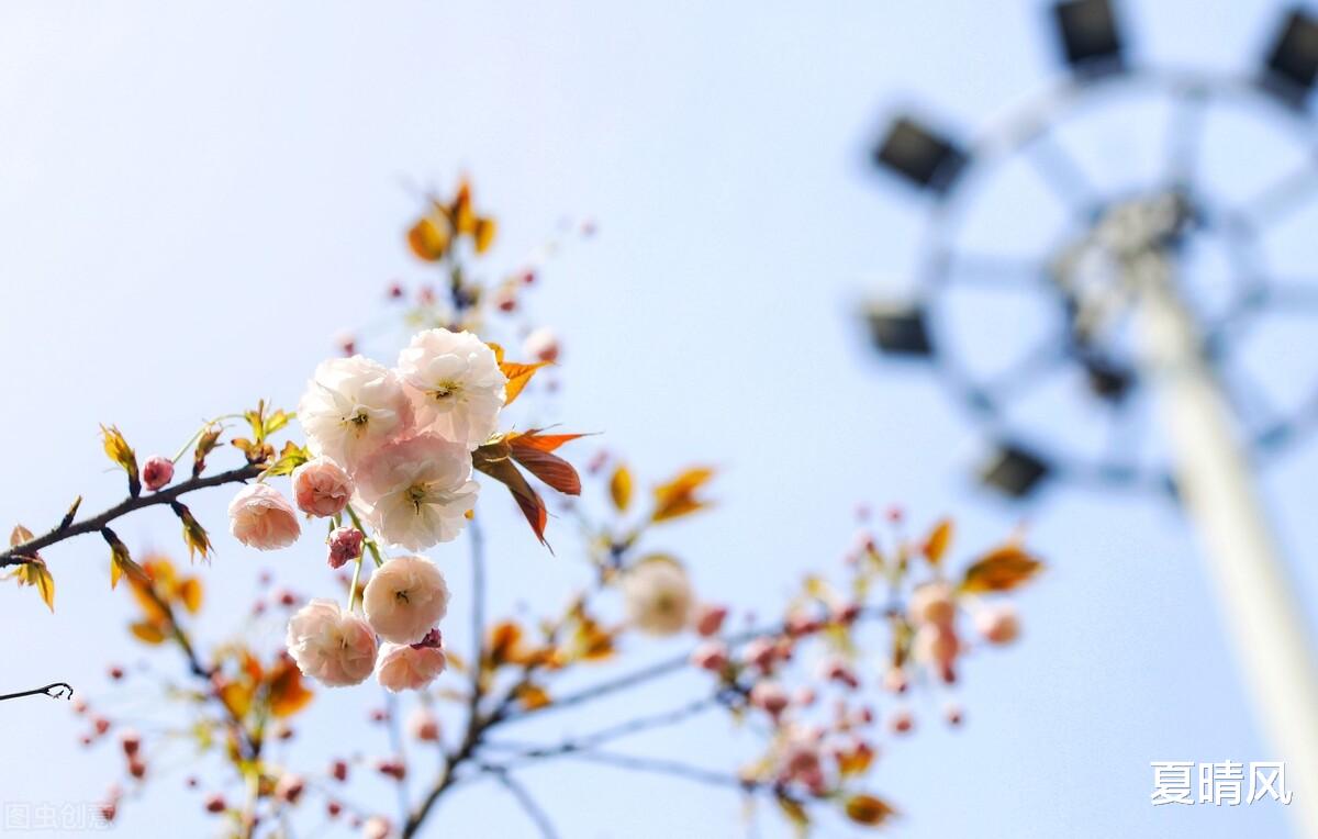 夏晴风|谁能真正陪你到最后(很心酸)