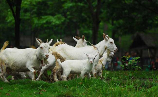 生肖|三大生肖性格靠谱，贵人如云，属羊人排名第一