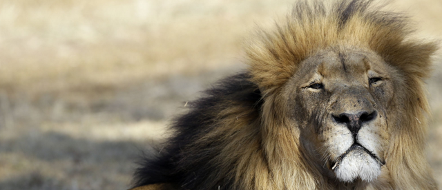 比人类压力还大的雄狮到底多悲惨？一生征战，打不动时死期就到了