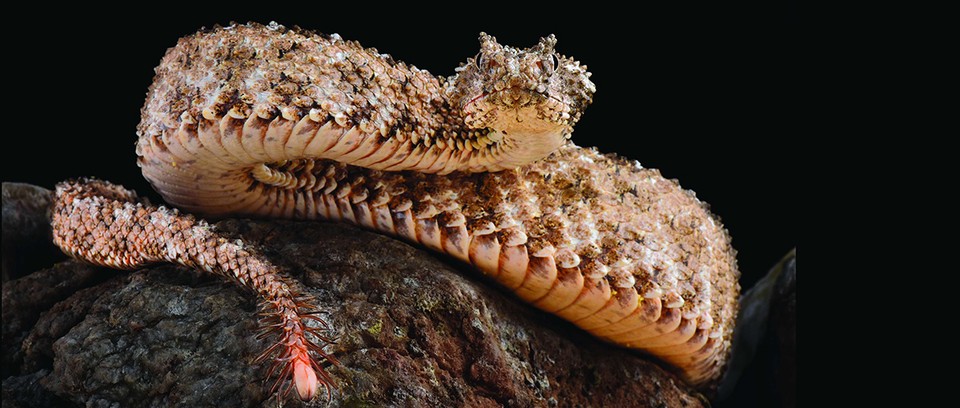  什么是蜘蛛尾角毒蛇？