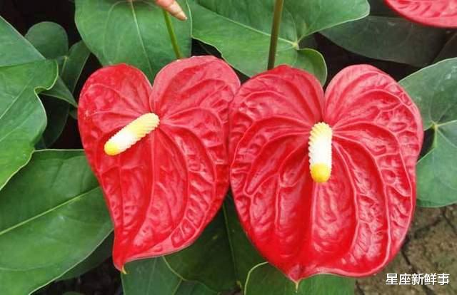 天蝎座|七月接好运,职场得意的前5名星座,努力终有回报