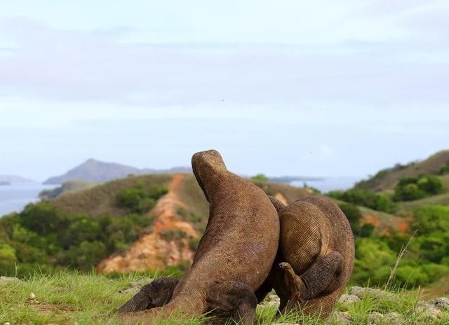 后代|为什么人类没有发情期？