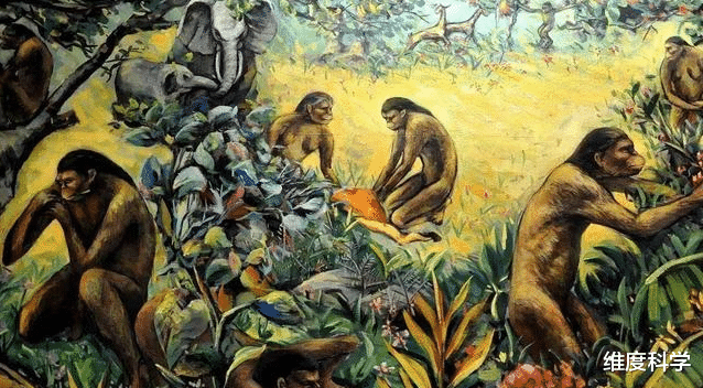 石器时代 猴子进入了“石器时代”?巴拿马的一群猴子,正在使用石器砸椰子