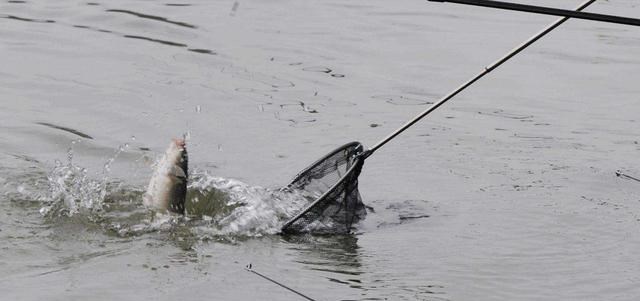 广西|广西一河道出现神奇的一幕，成千上万的鱼聚在一起，网友：异常