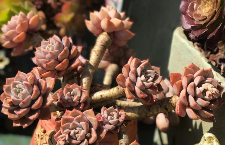 续约紫罗兰 多肉红粉佳人看似普通,但我们要养出自信,因为它的老桩真的很美