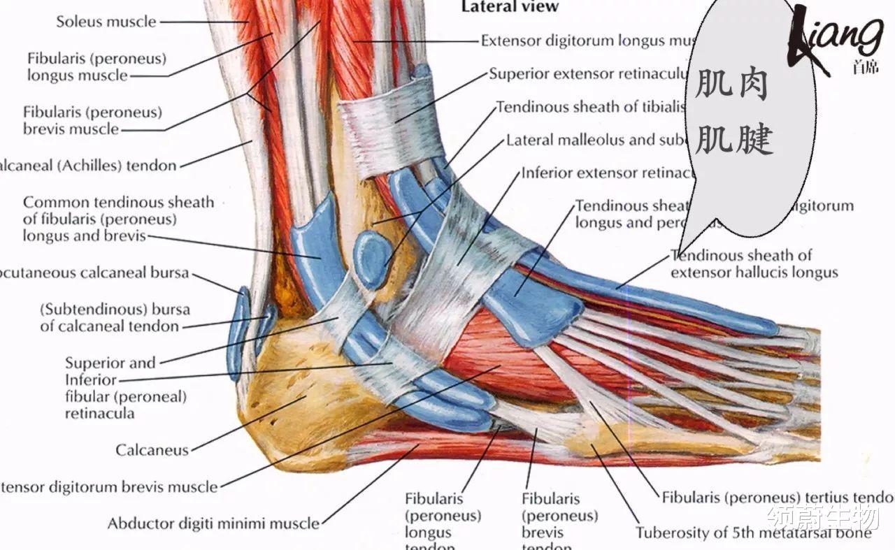  干细胞疗法两月内复原受伤肌腱