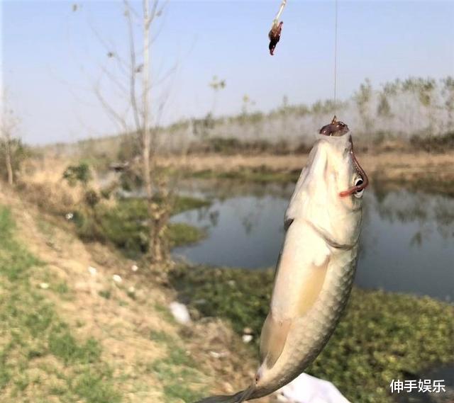 饵料|冬天野钓会碰到很多问题，这些问题也是钓鱼人最关心的问题