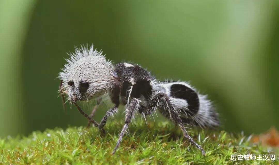 蜘蛛 物种界的泥石流：不是蜘蛛的蜘蛛，不是蚂蚁的蚂蚁