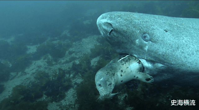 鲨鱼 活到156岁才可交配，因太懒为了吃饱饭，它们献祭了自己眼睛