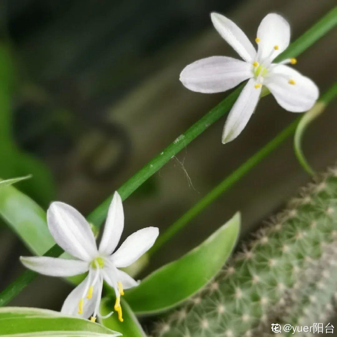 甲醛|新房装修完,养盆“天然净化器”,净化空气身体棒