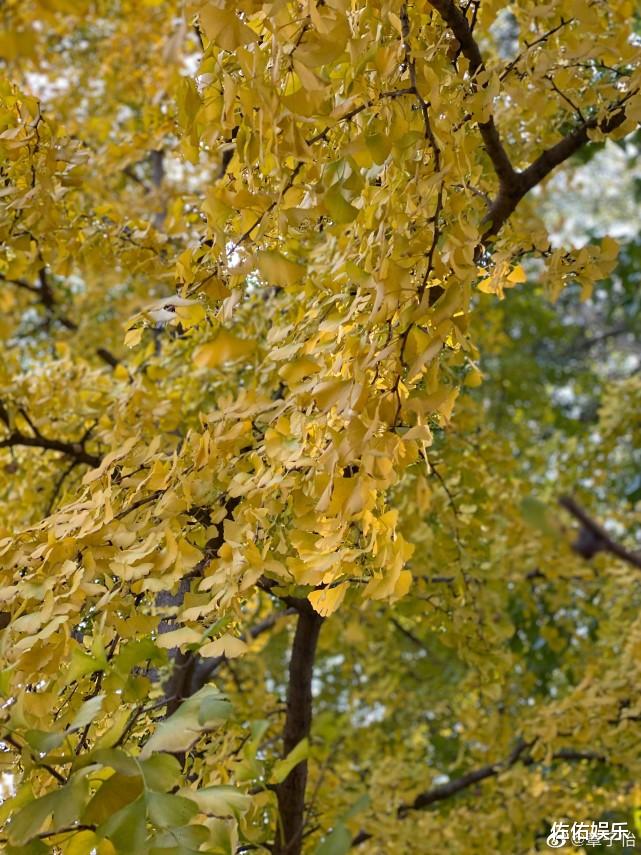 章子怡|章子怡汪峰带儿女出游超幸福，嬉戏打闹接地气，全程不见小苹果