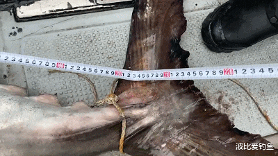 |浙江父子钓获“罕见”马鲛鱼，有人出10000元买走