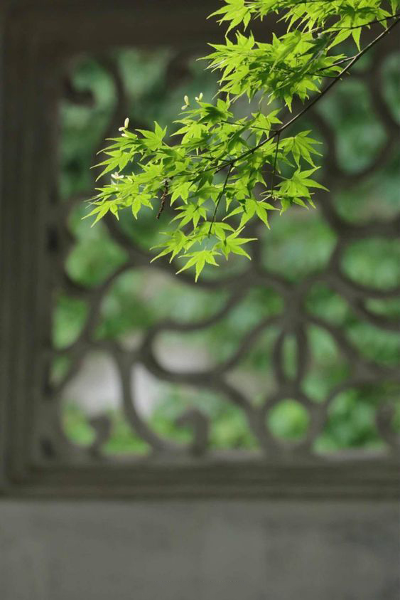 |中式院落，每一张都可以用来做桌面壁纸的庭院小景，唯美中式风