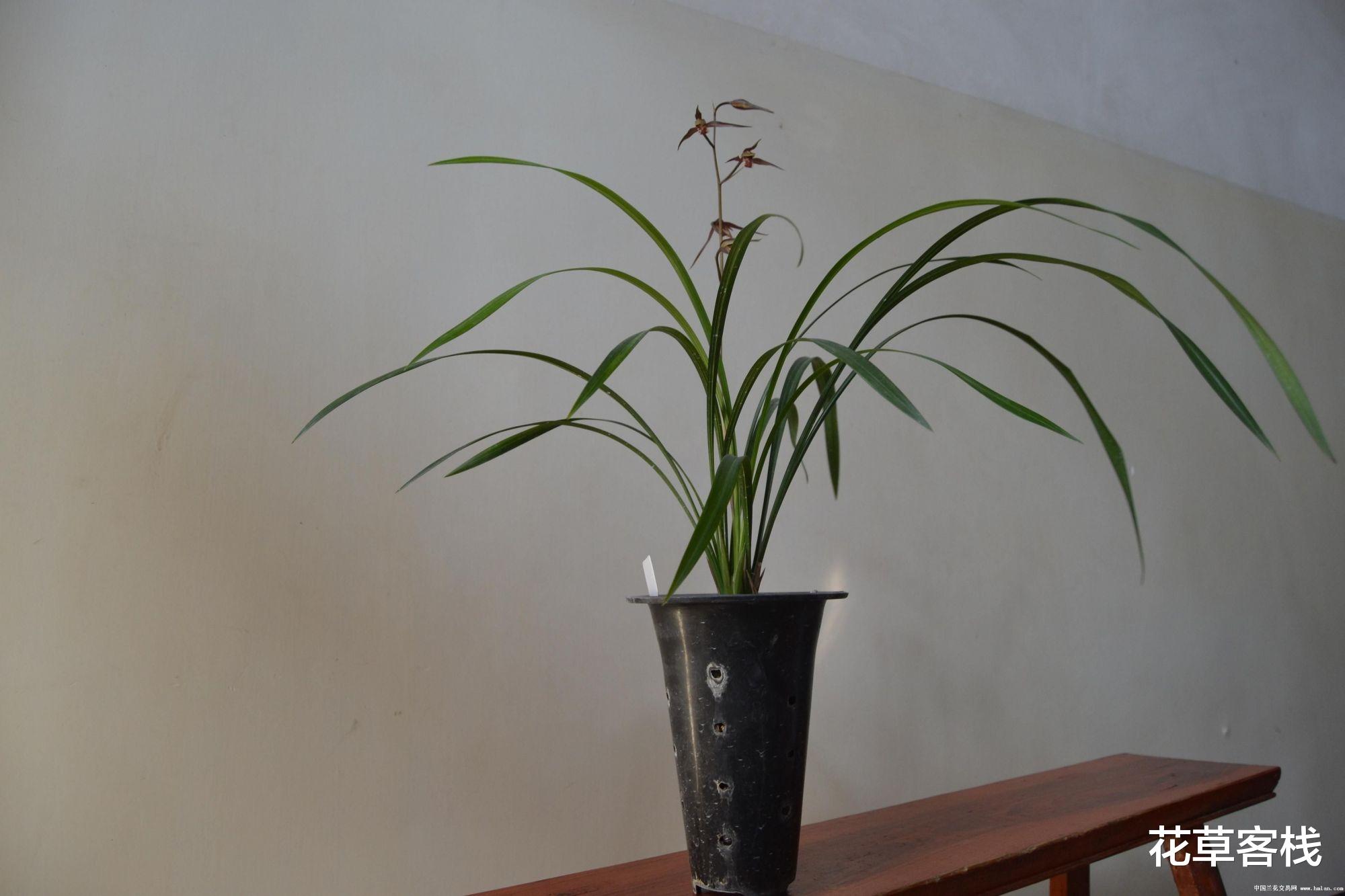 花草客栈 孔子、屈原、王羲之赞美的是兰草，而不是兰花，那兰花是什么？