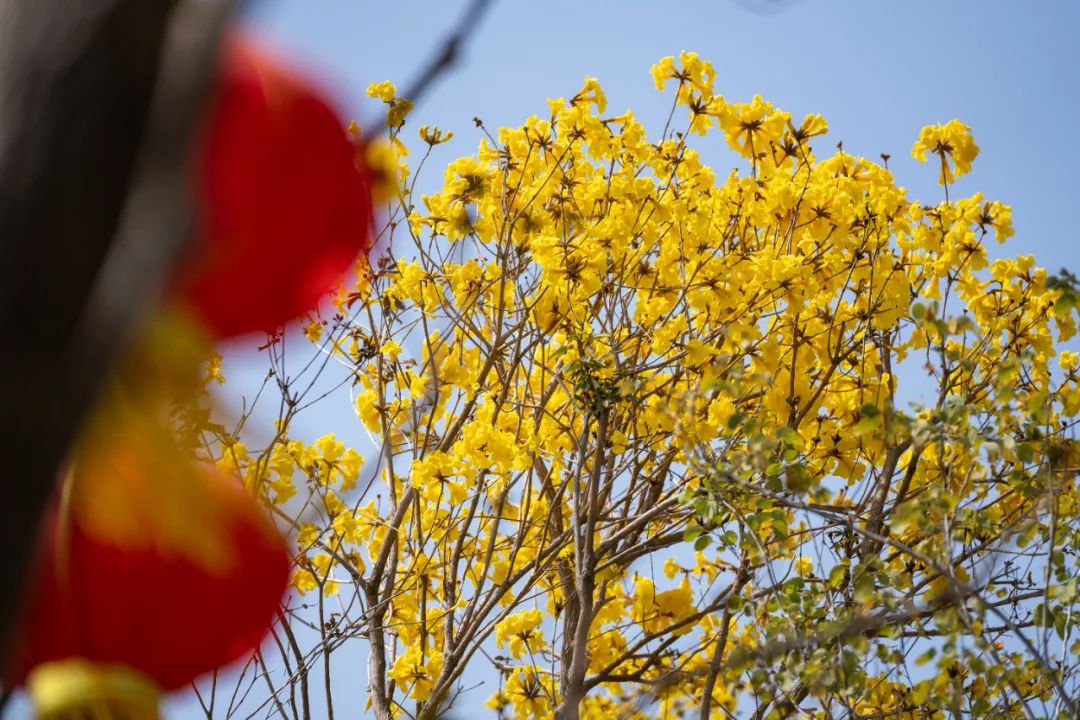 业主交流 太靓啦!珠海满城遍地“小黄花”!快快约起来!